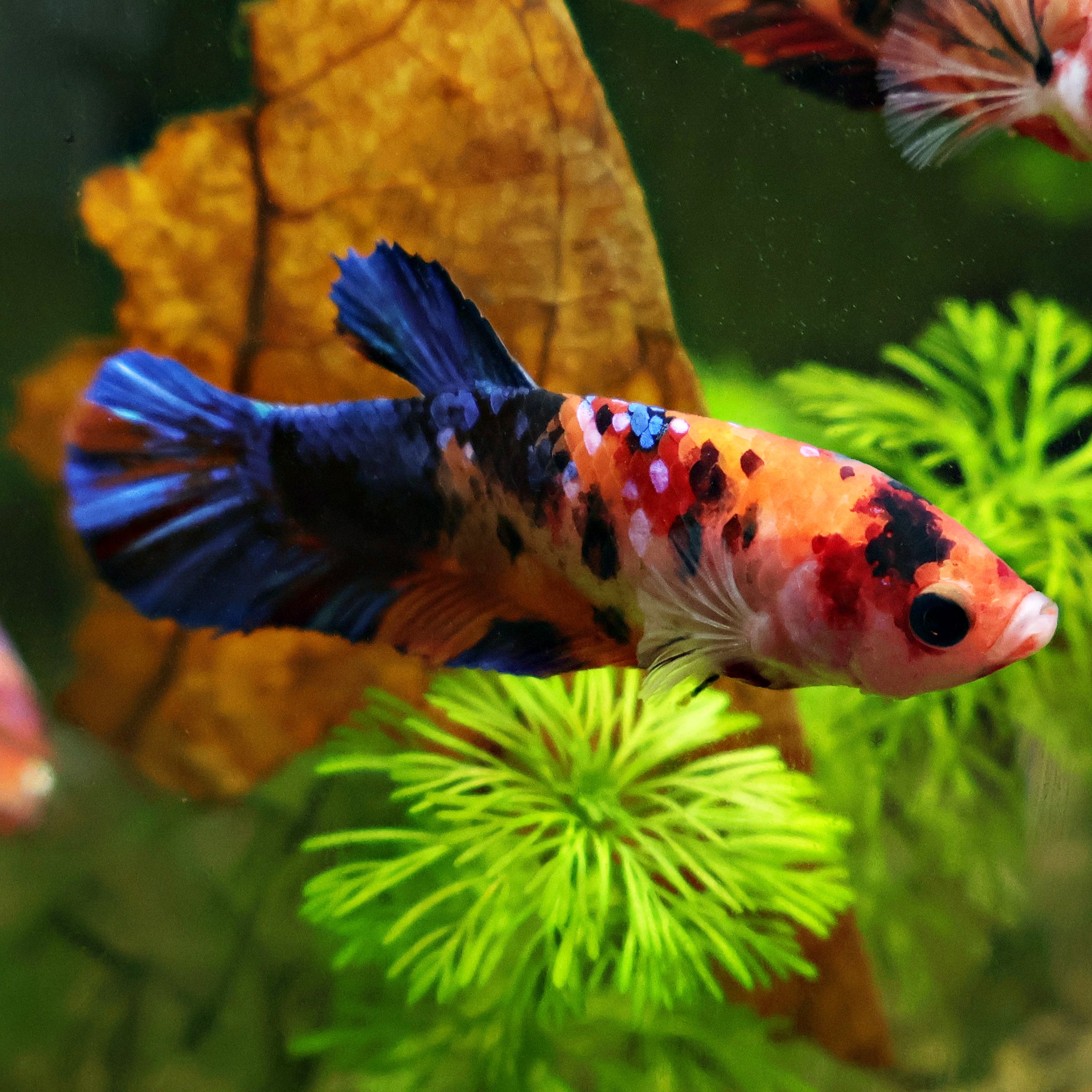 Bouteille - Femelle Betta Koi Galaxy - BC2