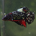 Nashir - Mâle Plakat Stardust Nebulla Avatar Copper Vampire