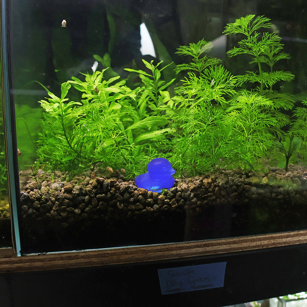 NanoStone - Canard en Opale Bleue