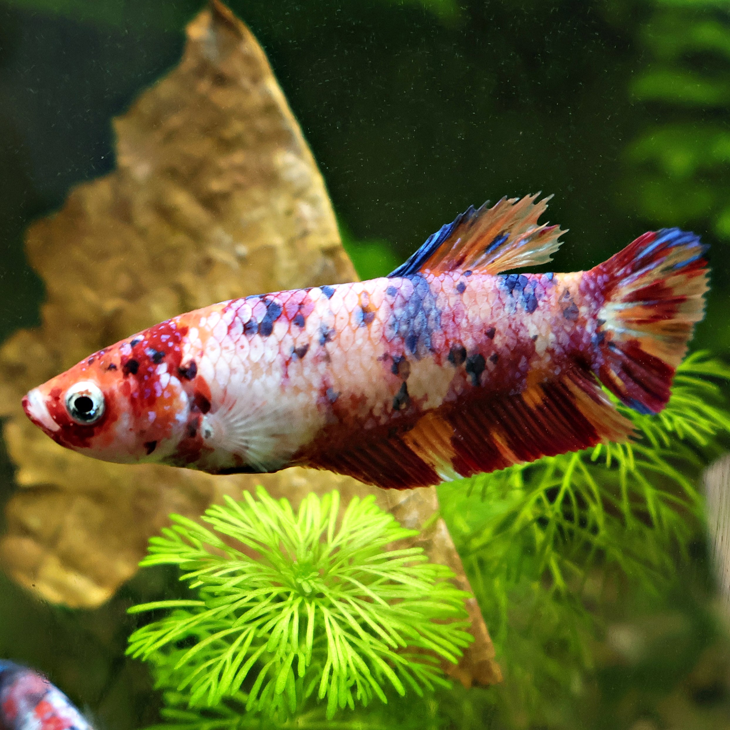 Océane - Femelle Betta Koi Galaxy - BC2