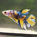 Citrus - Mâle Plakat Koi Mettalic Yellow Galaxy
