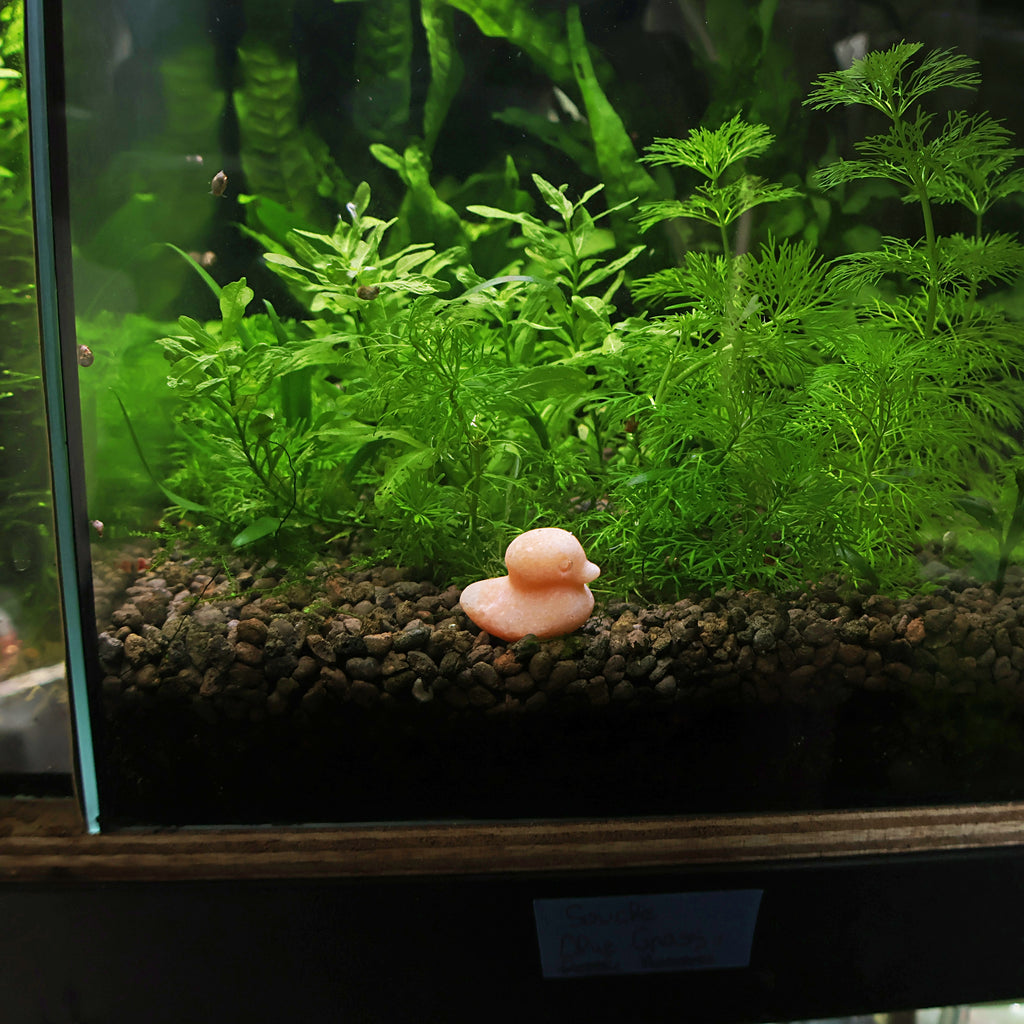 NanoStone - Canard en Aventurine Orange