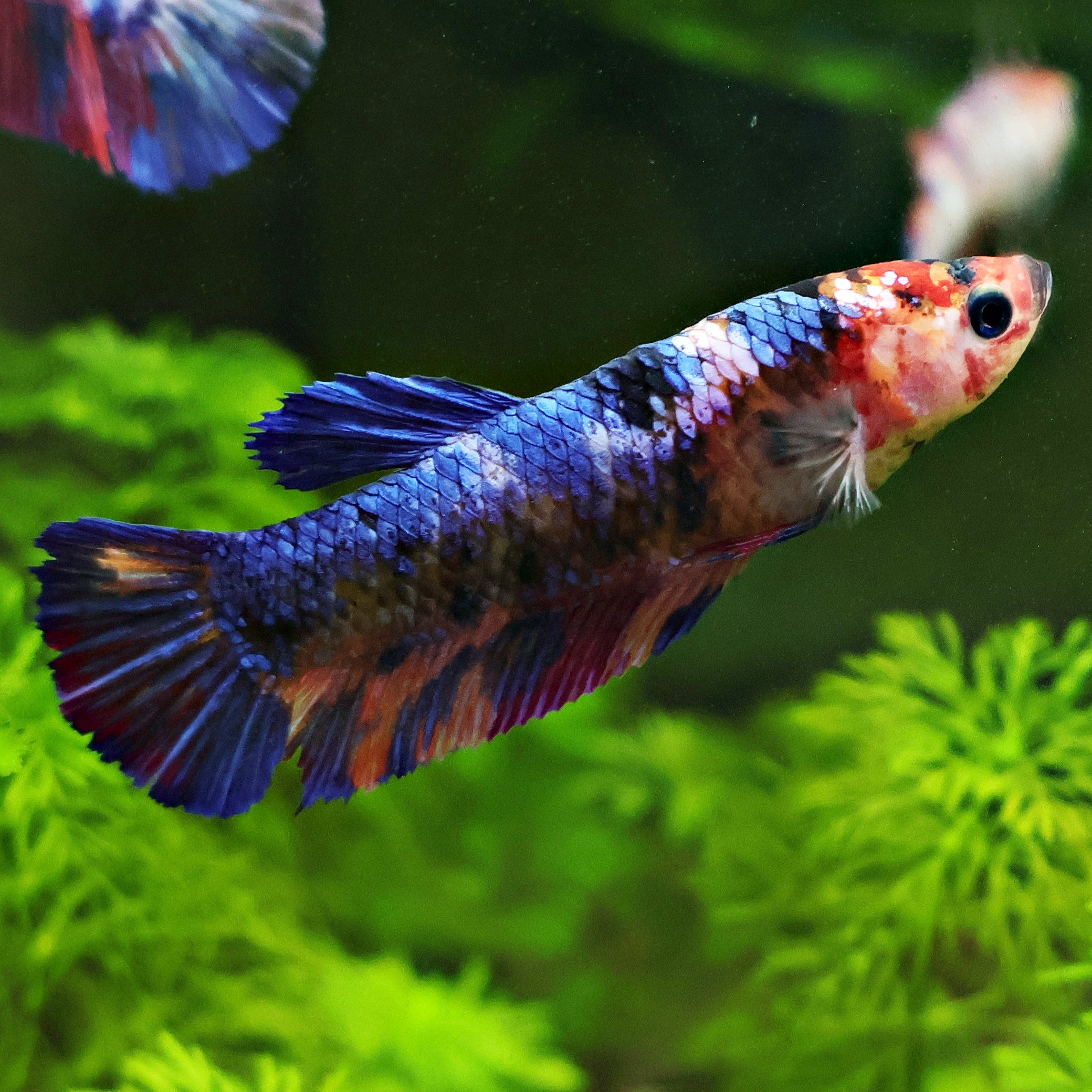 Orangine - Femelle Betta Koi Galaxy - BC2