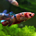 Chouquette - Femelle Betta Koi Galaxy - BC2
