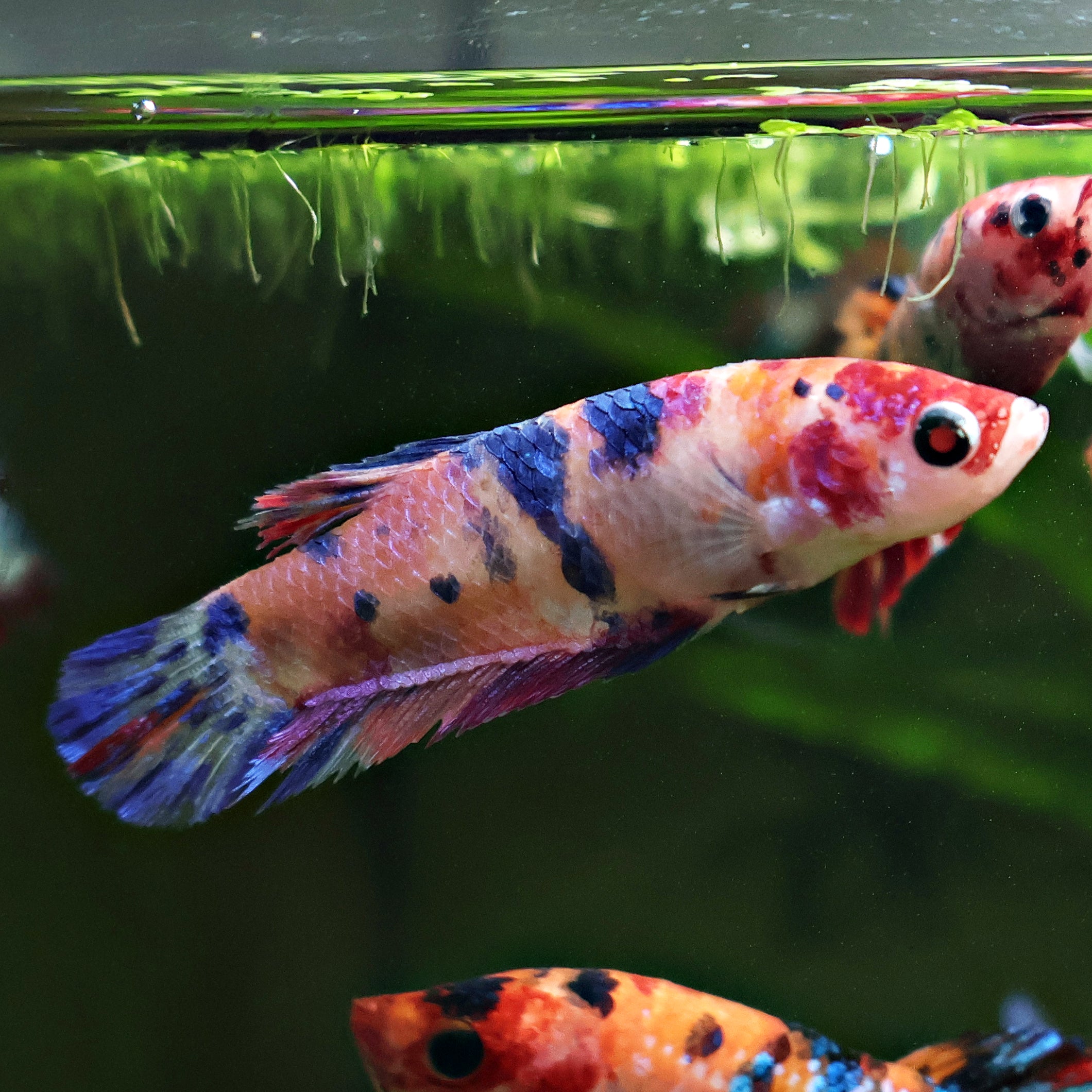 Loupiotte - Femelle Betta Koi Galaxy - BC2