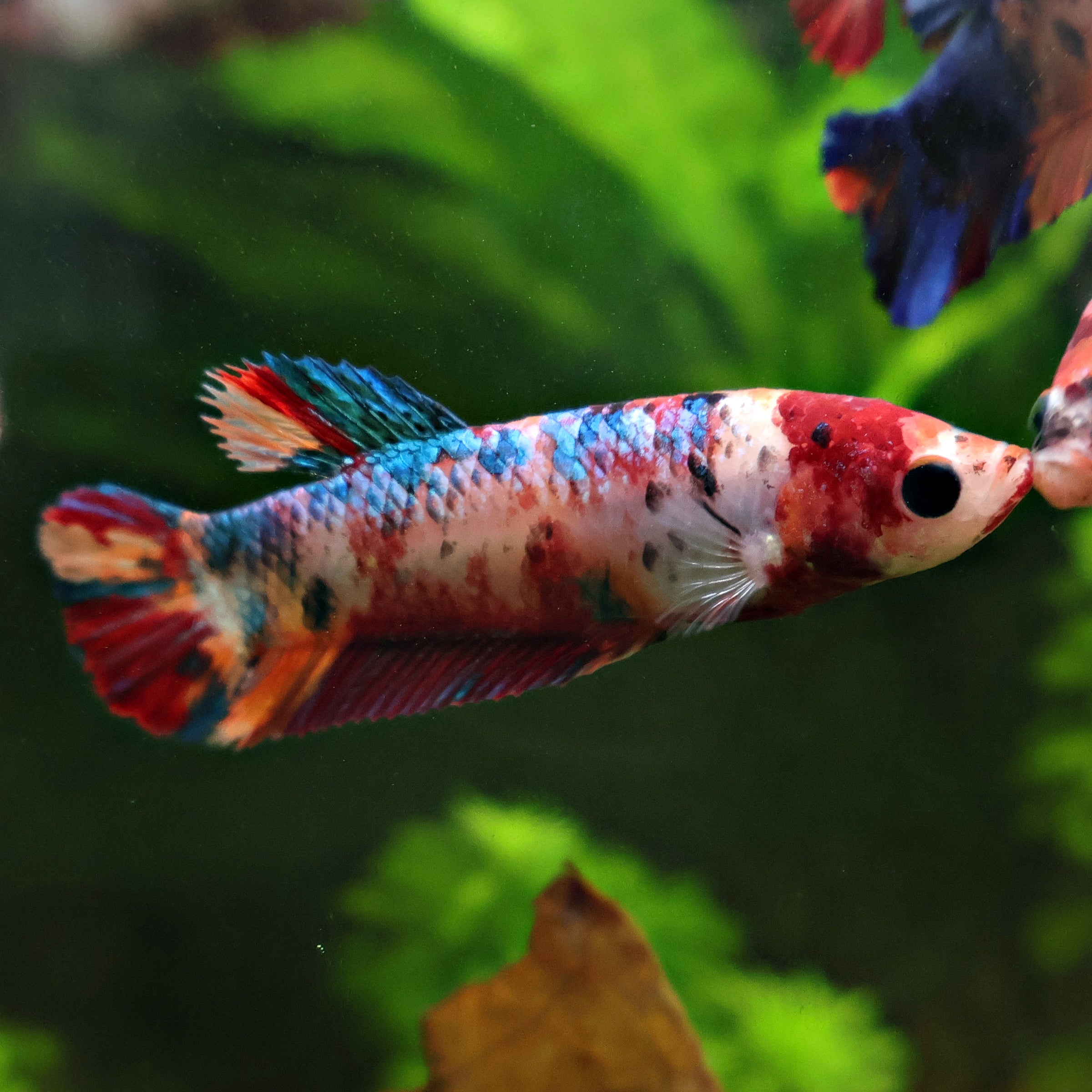 Léandre - Femelle Betta Koi Galaxy - BC2