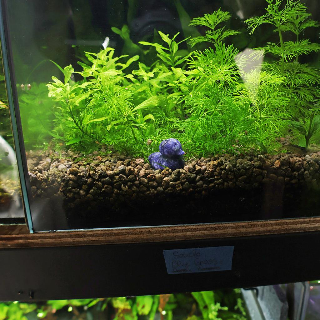 NanoStone - Canard en Sodalite Bleue