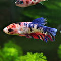 Toupie - Femelle Betta Koi Galaxy - BC2