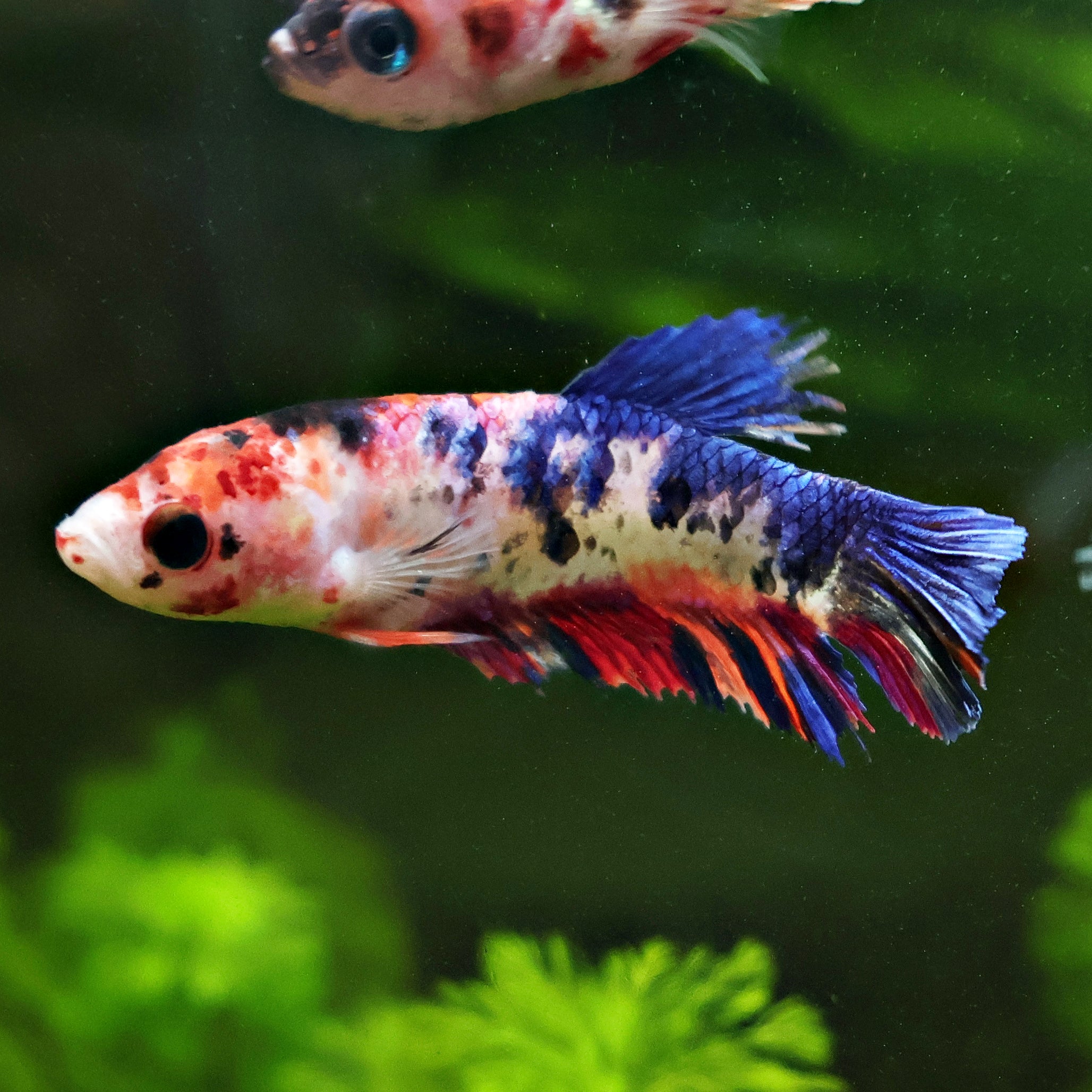 Toupie - Femelle Betta Koi Galaxy - BC2