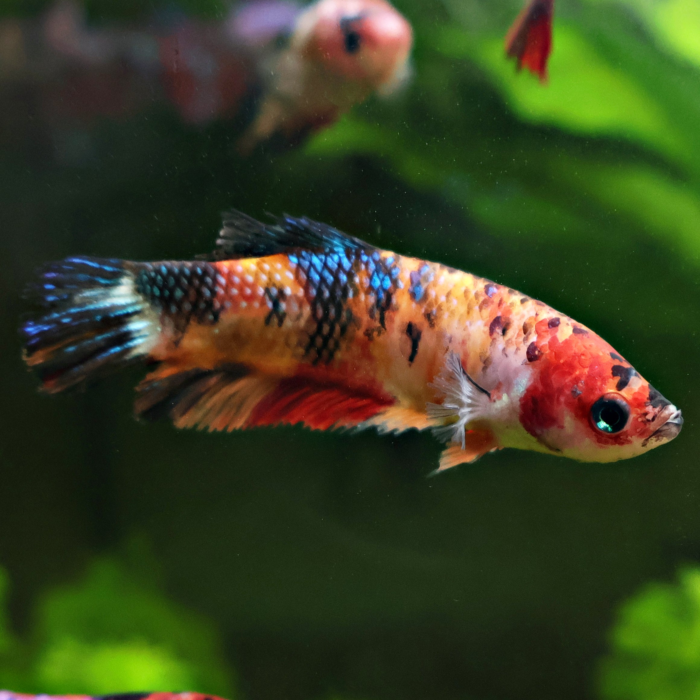 Tartelette - Femelle Betta Koi Galaxy - BC2