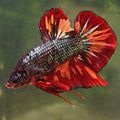Starlight - Mâle Plakat King Giant Copper Armagedon