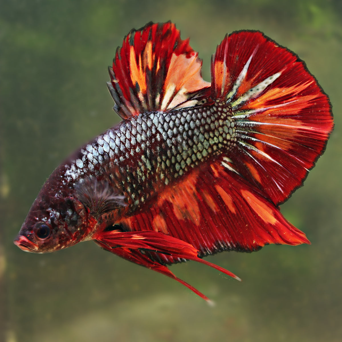 Starlight - Mâle Plakat King Giant Copper Armagedon