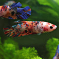 Almonde- Femelle Betta Koi Galaxy - BC2💜