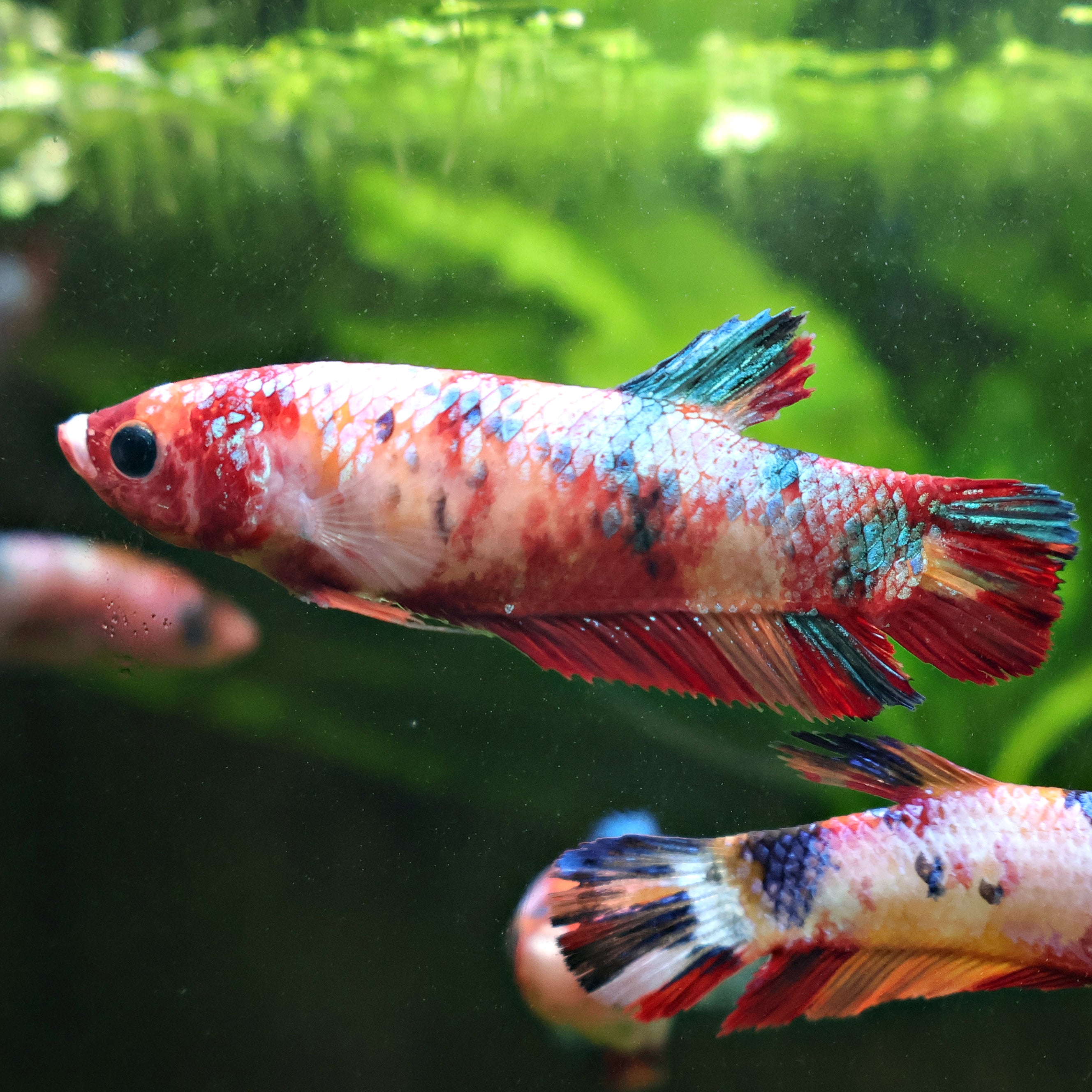 Mistingloutte - Femelle Betta Koi Galaxy - BC2