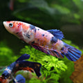 Asticotte - Femelle Betta Koi Galaxy - BC2