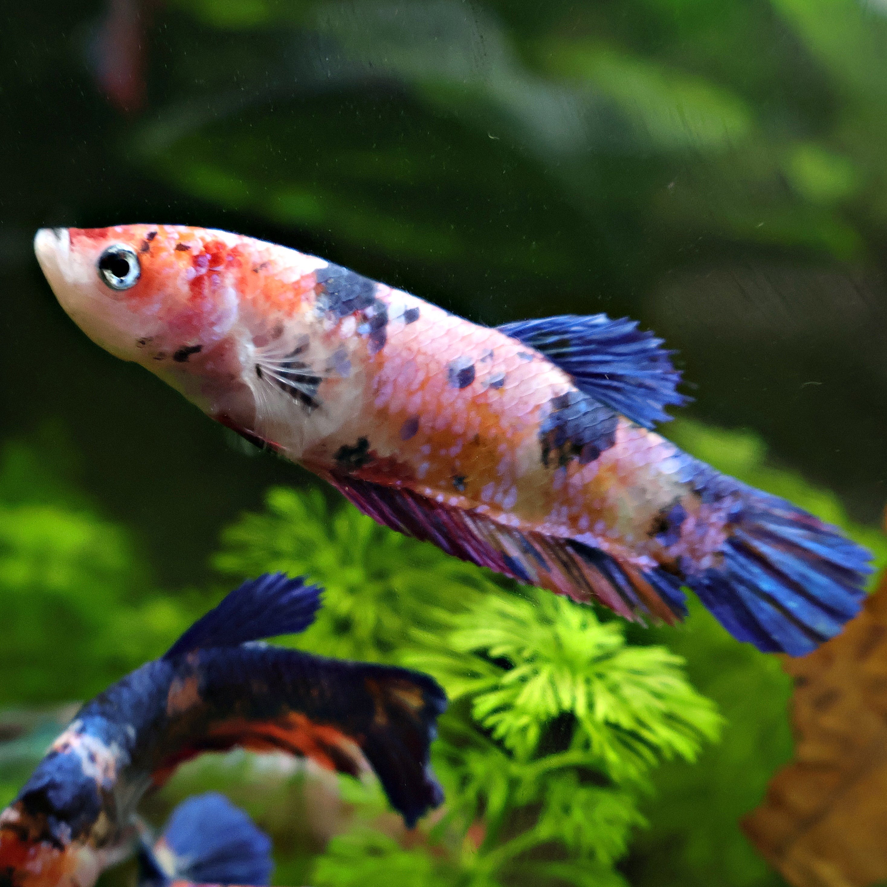 Asticotte - Femelle Betta Koi Galaxy - BC2