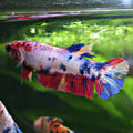 Angel - Femelle Betta Koi Galaxy - BC2