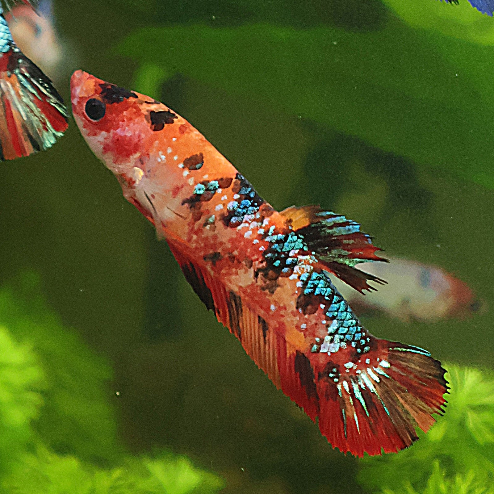 Sucre - Femelle Betta Koi Galaxy - BC2