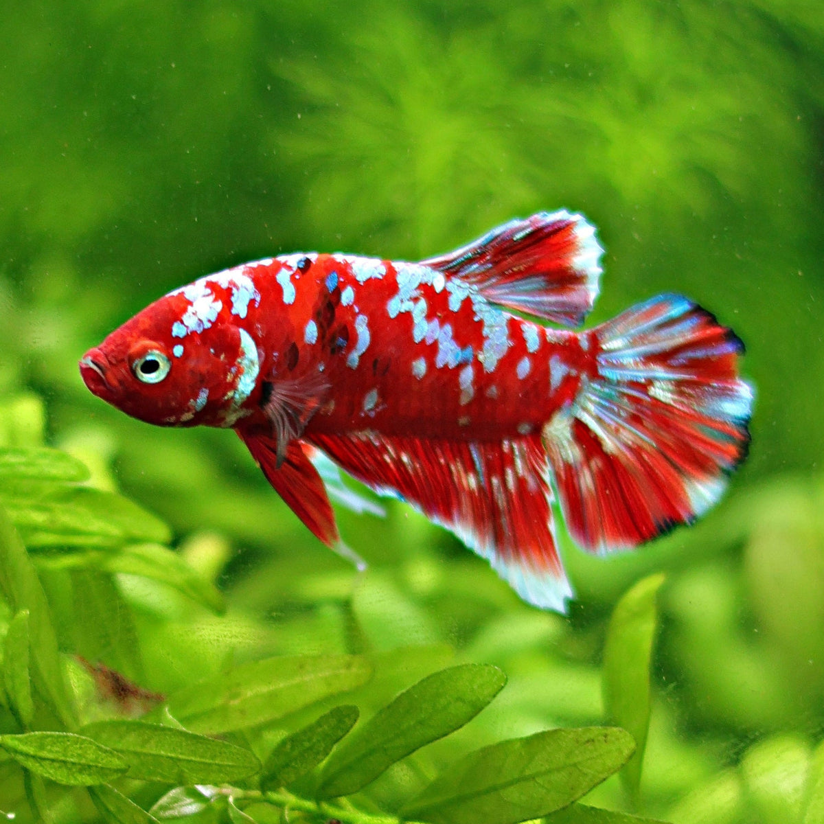 Mâle Plakat Red Galaxy