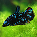 [Showroom] Mâle Plakat Stardust Nebulla Avatar Gordon