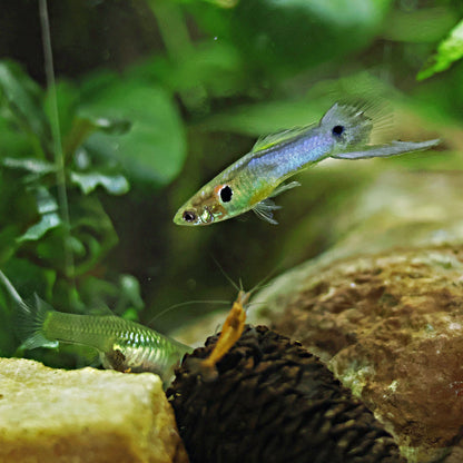 Couple Poecilia Reticulata Bleu de Rorota Épée Basse 🇫🇷