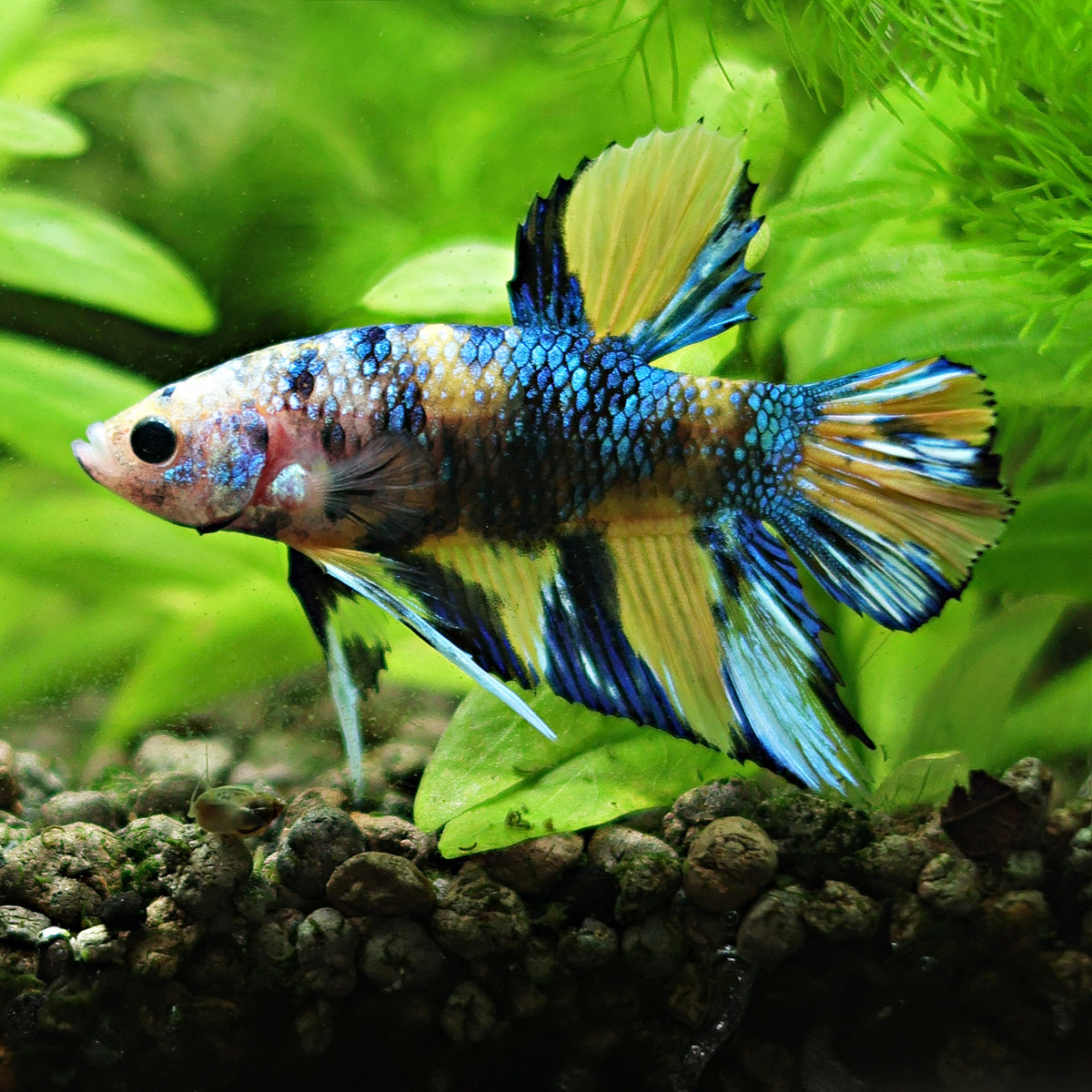[Showroom] Mâle Plakat Koi Mettalic Yellow Galaxy