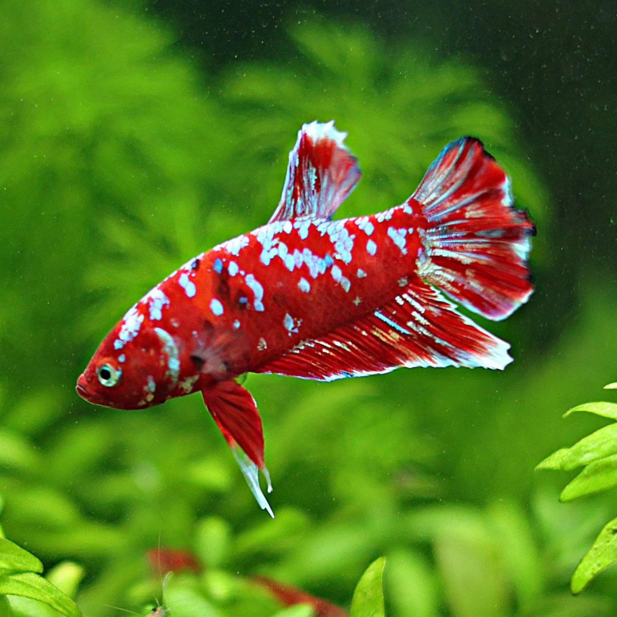 Mâle Plakat Red Galaxy
