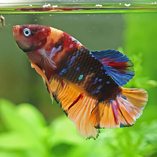 Monoko - Mâle Plakat Nemo Galaxy Français 🇫🇷