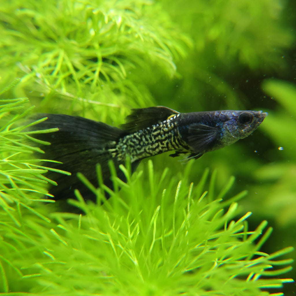 1/ Cobra Black Metal Poecilia Reticulata 🇮🇩