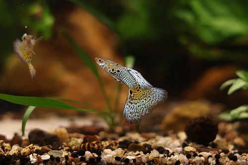 7/ Couple Cobra Light Blue Poecilia Reticulata / Souche Française 🇨🇵