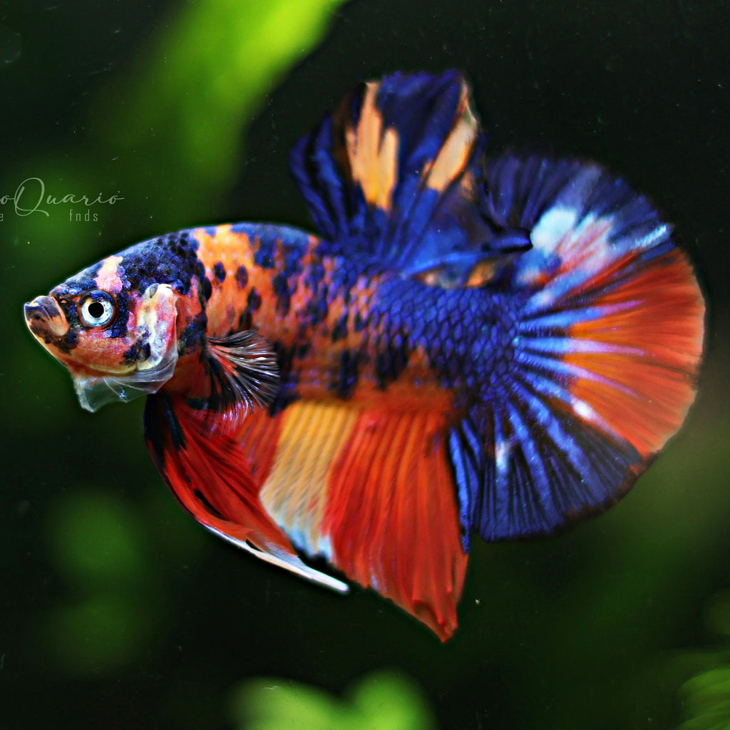 [Showroom] Männlicher Plakat Nemo Galaxy