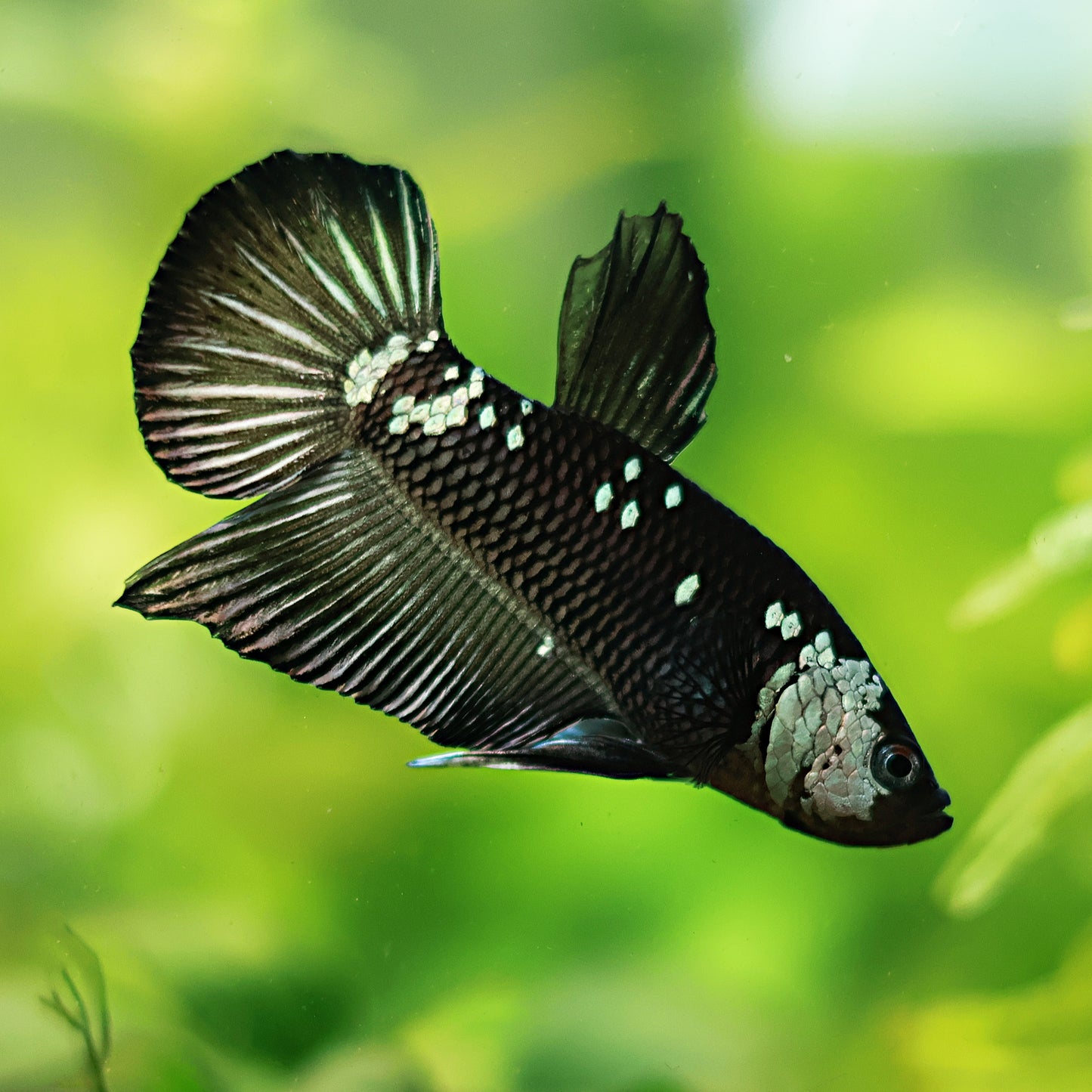 Rebirth - Betta Mâle Plakat Samourai Black 🇮🇩