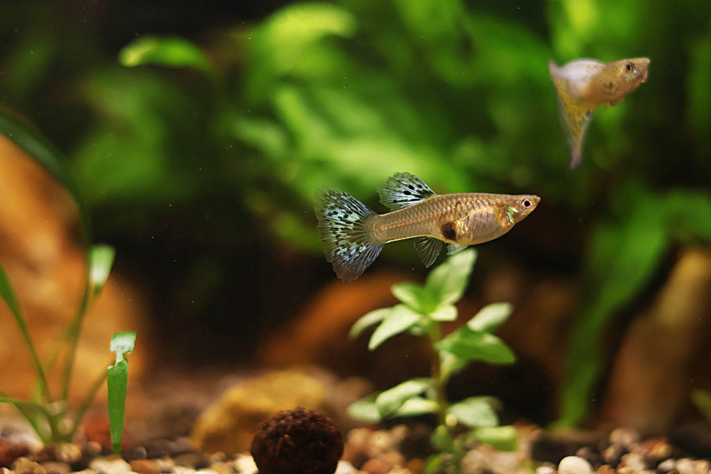 7/ Couple Cobra Light Blue Poecilia Reticulata / Souche Française 🇨🇵