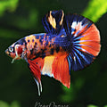 [Showroom] Männlicher Plakat Nemo Galaxy