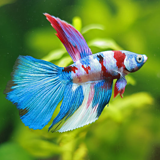 Candy - Betta Mâle Voile Long Red Galaxy 🇮🇩