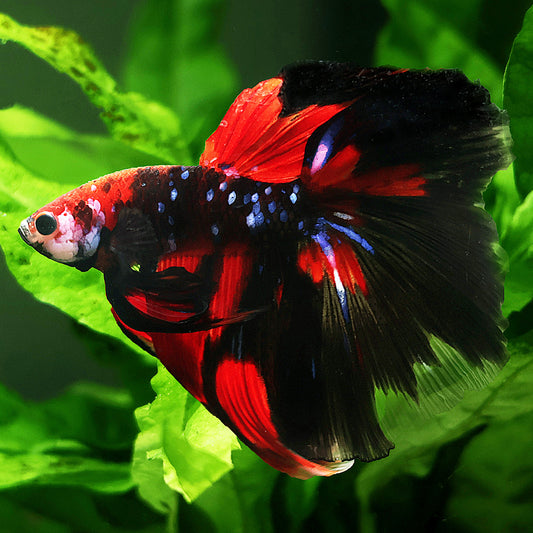 Olympe - Betta Mâle Black Vampire Galaxy Voile Long