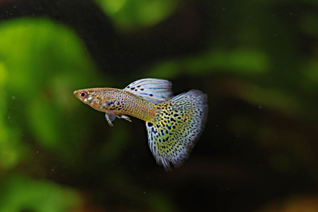 7/ Couple Cobra Light Blue Poecilia Reticulata / Souche Française 🇨🇵