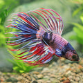 Bound - Mâle Betta RARE Rose Galaxy Armagedon