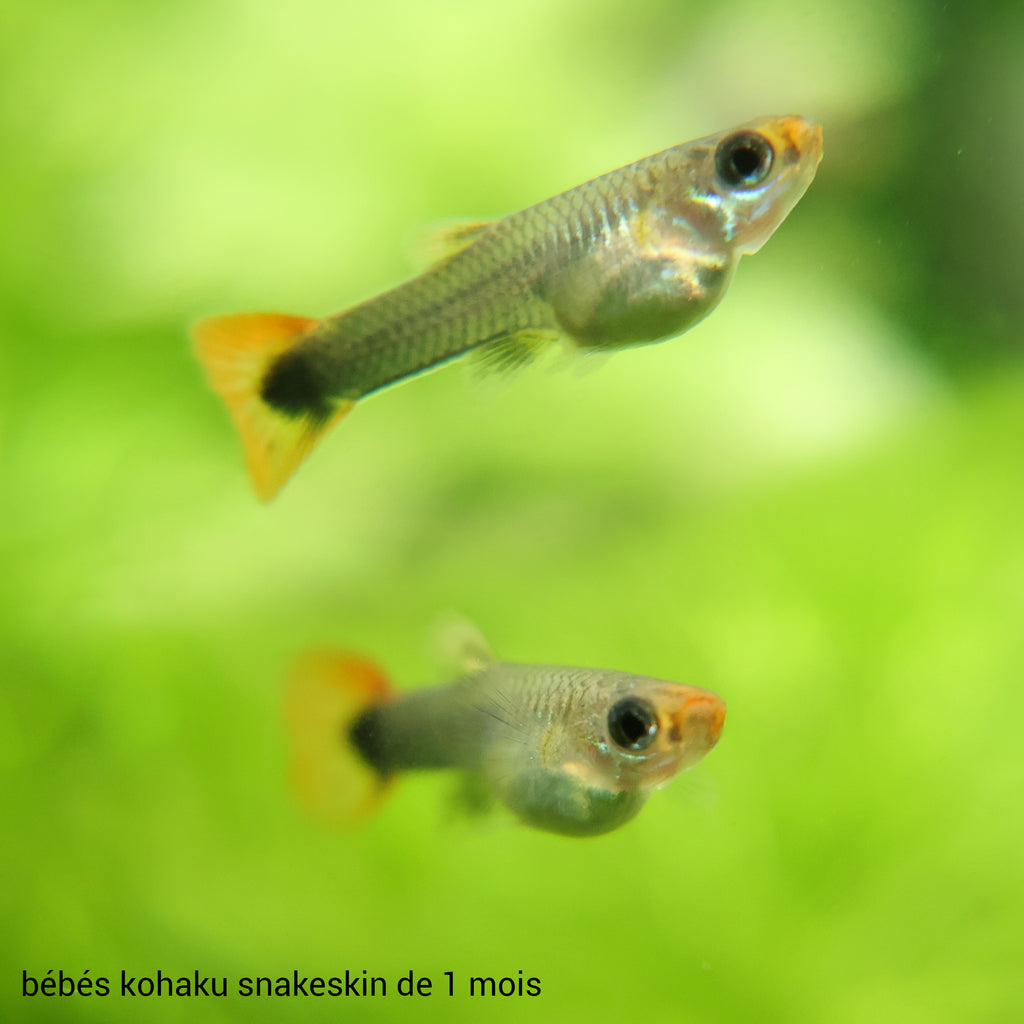 9a/ Kohaku Black SnakeSkin Poecilia Reticulata / Souche Française 🇨🇵