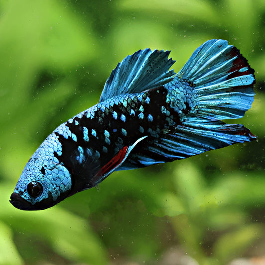 Betta Mâle Plakat Avatar Gordon