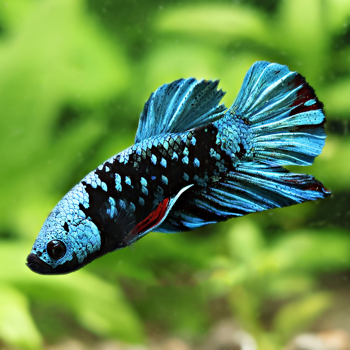 Mâle Plakat Avatar Bleu