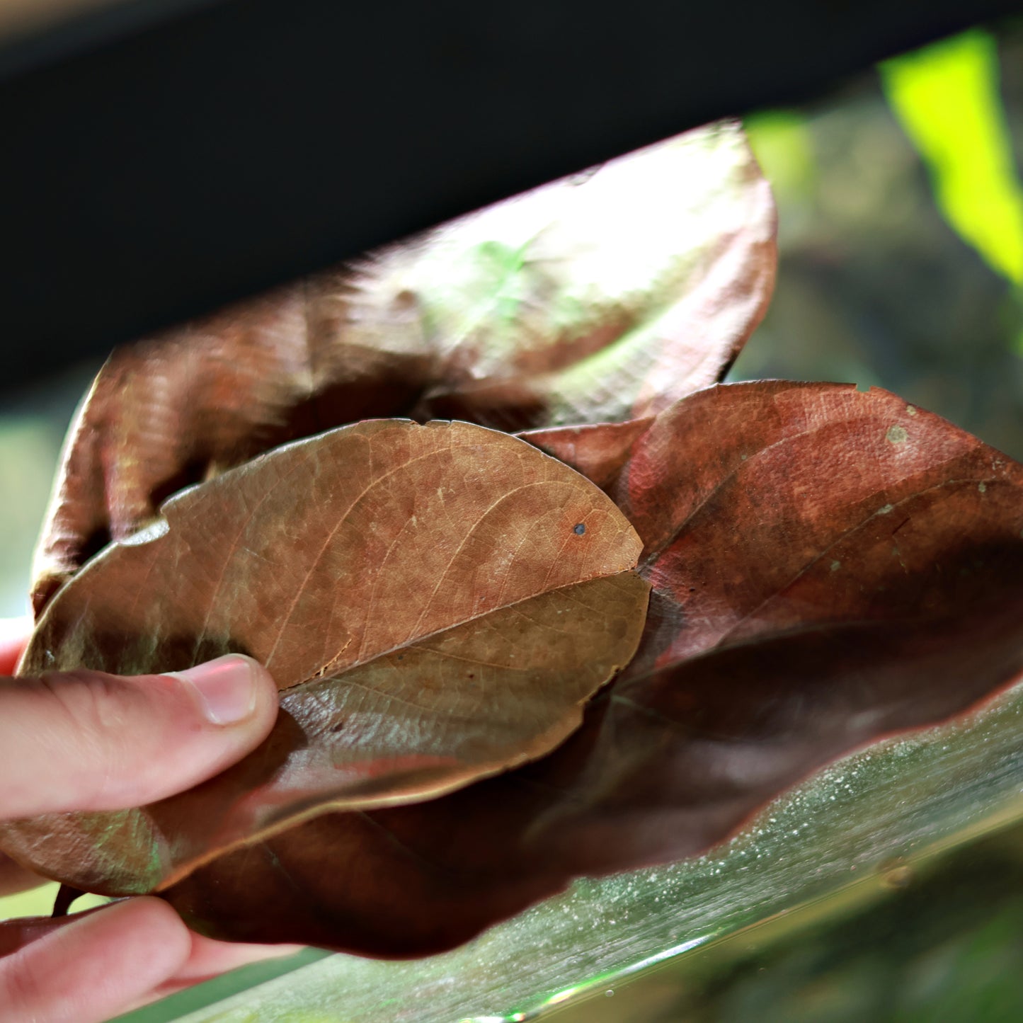 🍂Feuille de Jacquier x10