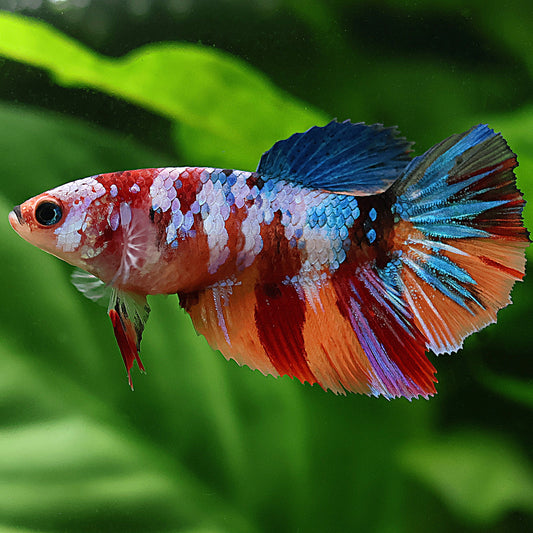 Starlight - Betta Femelle Koi Multicolores Voile Long