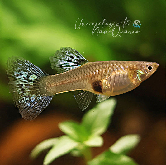 Cobra Light Blue Femelle Poecilia Reticulata Premium 🇫🇷
