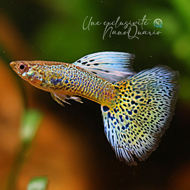 7/ Couple Cobra Light Blue Poecilia Reticulata / Souche Française 🇨🇵