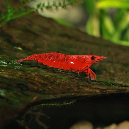 Crevettes Neocaridina Davidi Bloody Marry - Lots de 10