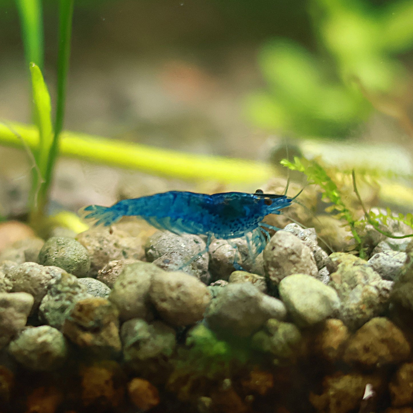 Crevette Neocaridina Davidi Blue Dream - Lots de 5