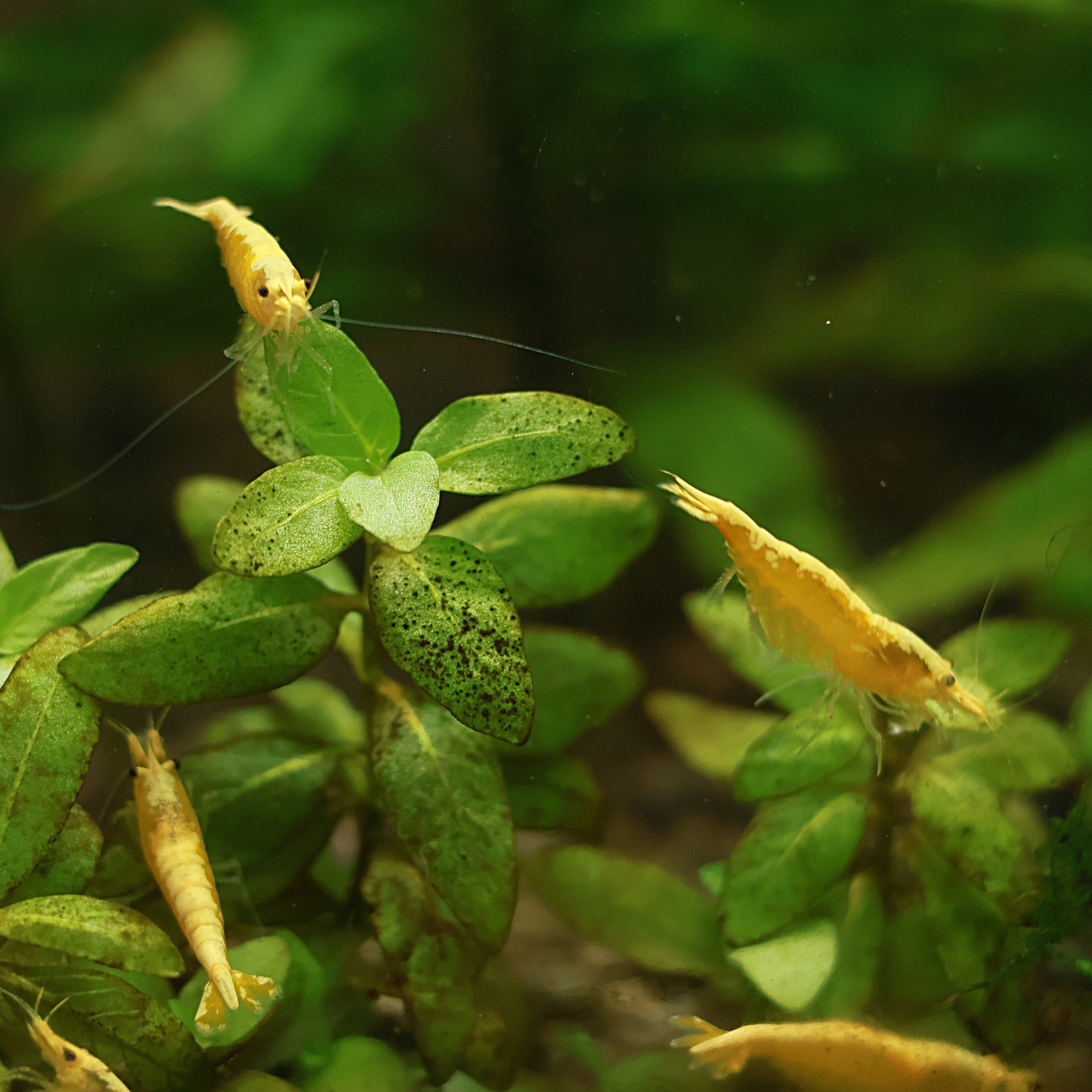 Crevette Neocaridina Davidi Yellow Neon - Lots de 5