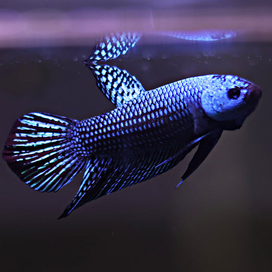 Mâle Plakat Alien Bleu Hybride