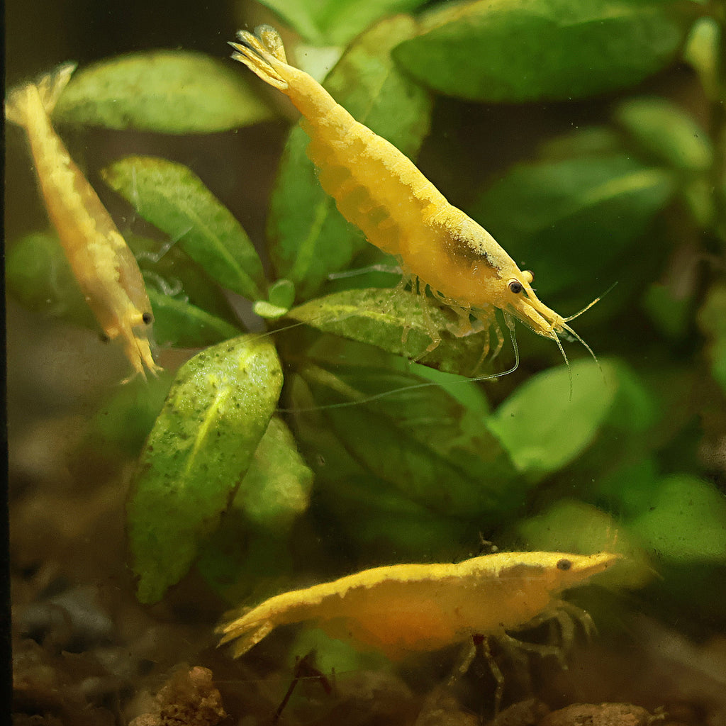 💛Crevette Neocaridina Yellow Neon - a l'unité